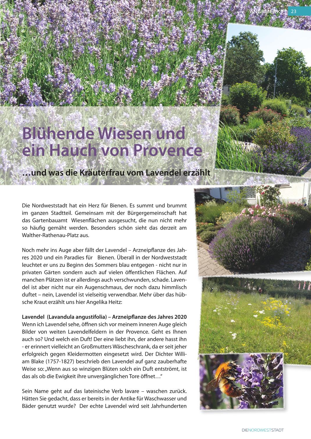 Kräutertipp Lavendel Arzneipflanze des Jahres 2020 in der Stadtteilzeitung der Nordweststadt - Karlsruhe