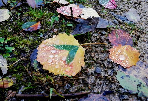 Bunte Herbstblätter mit Tautropfen auf moosigem Waldboden – Sinnbild für Rückzug, Loslassen und die stille Magie der Samhain-Zeit
