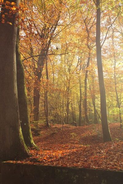 Goldenes Herbstlicht fällt durch einen ruhigen, lichterfüllten Laubwald – Symbol für Einkehr, Stille und das sanfte Vergehen des Jahres