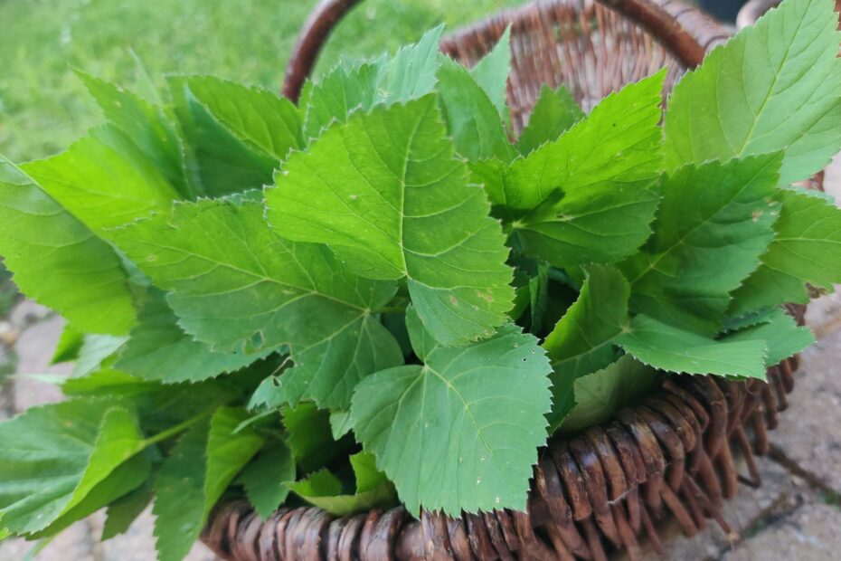 Frisch geerntete Gierschblätter in einem geflochtenen Korb, bereit zur Verwendung als Wildgemüse.