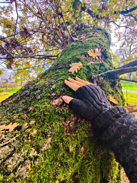 Hand berührt bemoosten Ast einer alten Eiche – Ausdruck von Achtsamkeit und Naturverbindung