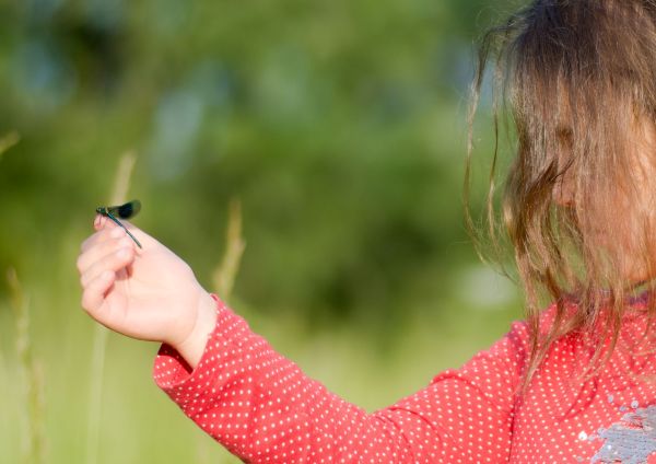 Kind hält eine Libelle in der Hand – Sinnbild für Staunen und achtsame Begegnung in der Natur
