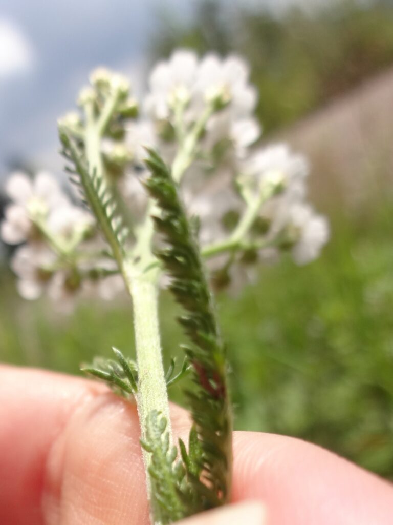 Schafgarbe in der Hand gehalten – Symbol für Kräuterwissen, Wahrnehmung und feine Verbindung zur Pflanzenwelt