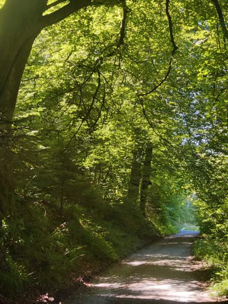 Sonnendurchfluteter Waldweg im Grünen – Symbol für den Weg in die Verbundenheit mit der Natur