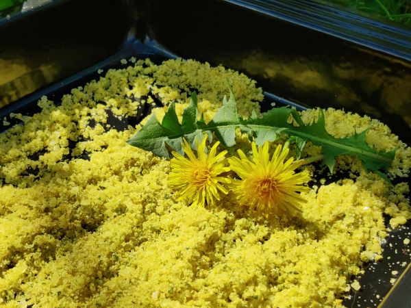 Frisch hergestelltes Löwenzahn-Blütensalz auf einem Backblech, leuchtend gelb gefärbt durch die frischen Löwenzahnblüten.