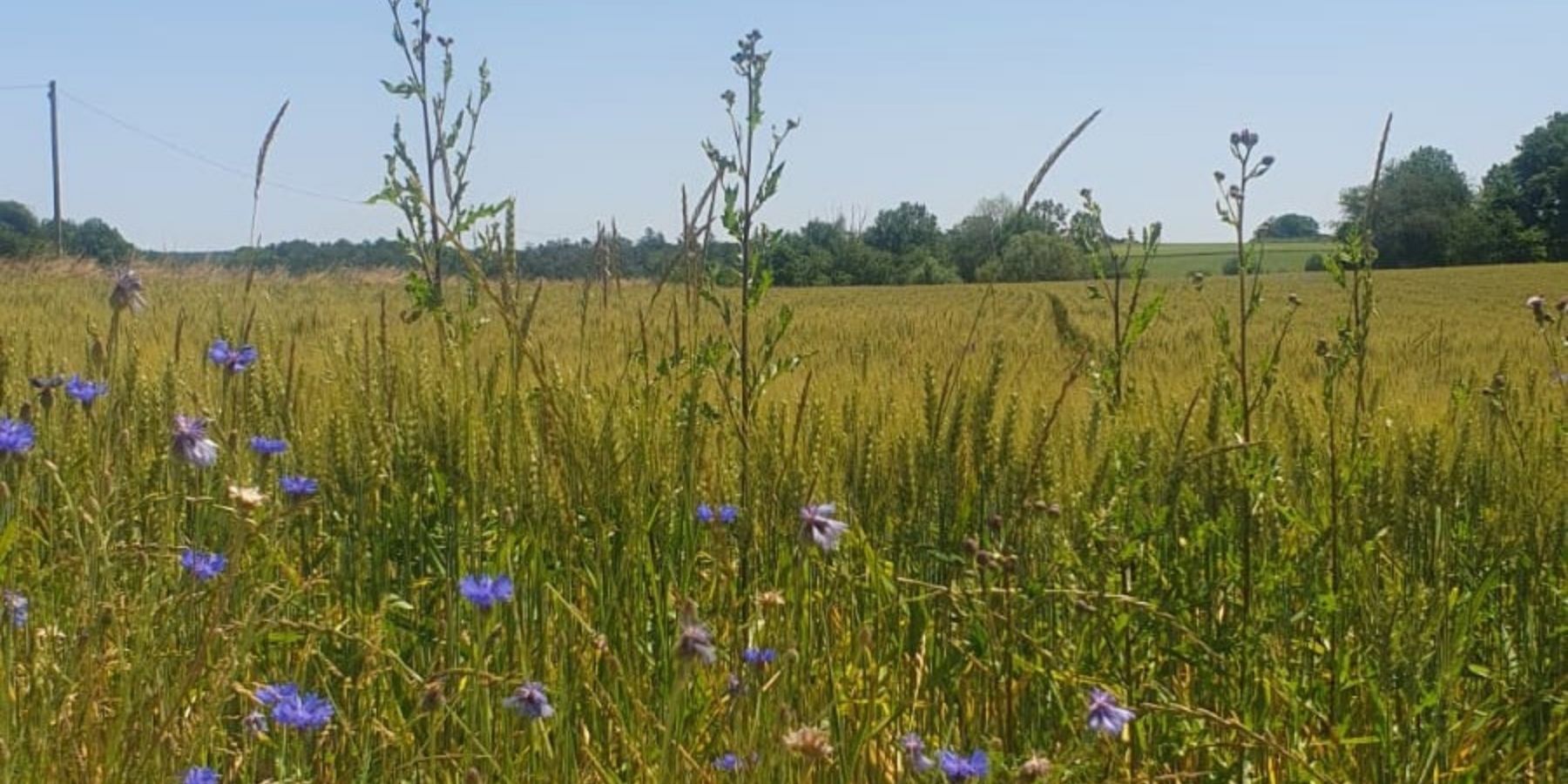 Wildpflanzenwiese am Veranstaltungsort des Wochenendkurses bei Würzburg