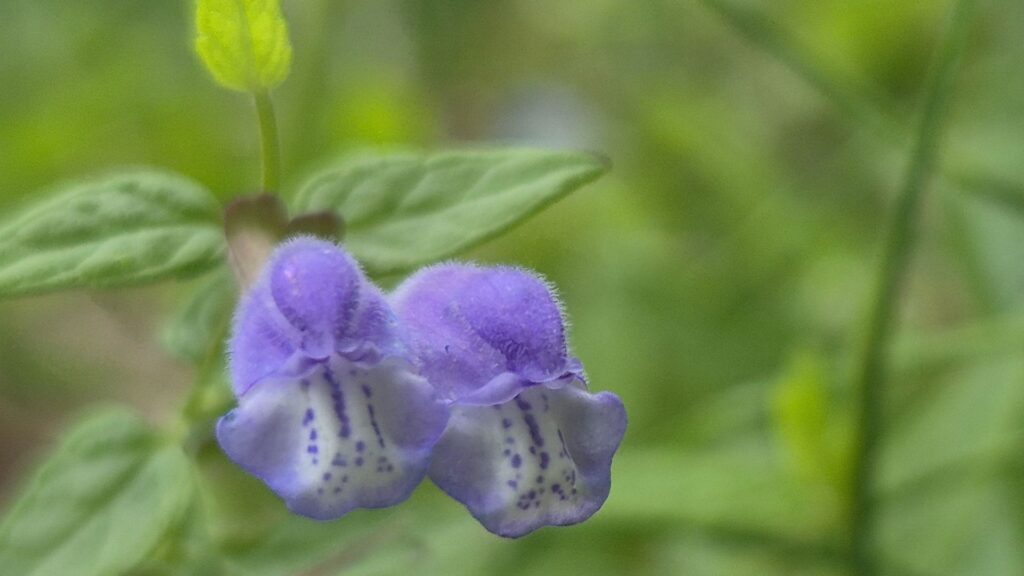Zwei blauviolette Blüten des Sumpf-Helmkrauts (Scutellaria galericulata)