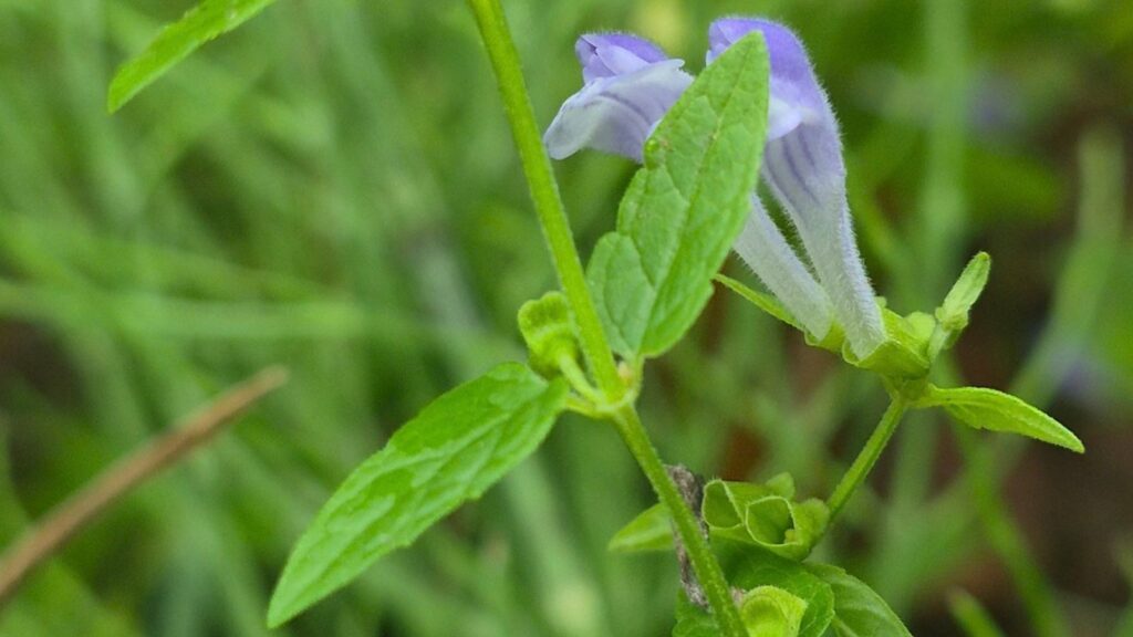 Sumpf-Helmkraut mit gegenständigen Blättern, Blüte und charakteristischem Kelch